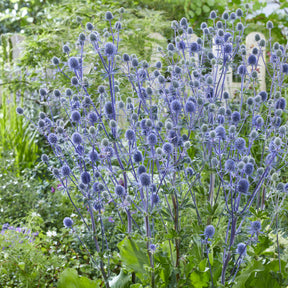 Vente Panicaut à feuilles planes