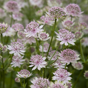 Vente Grande astrance Buckland - Astrantia major Buckland
