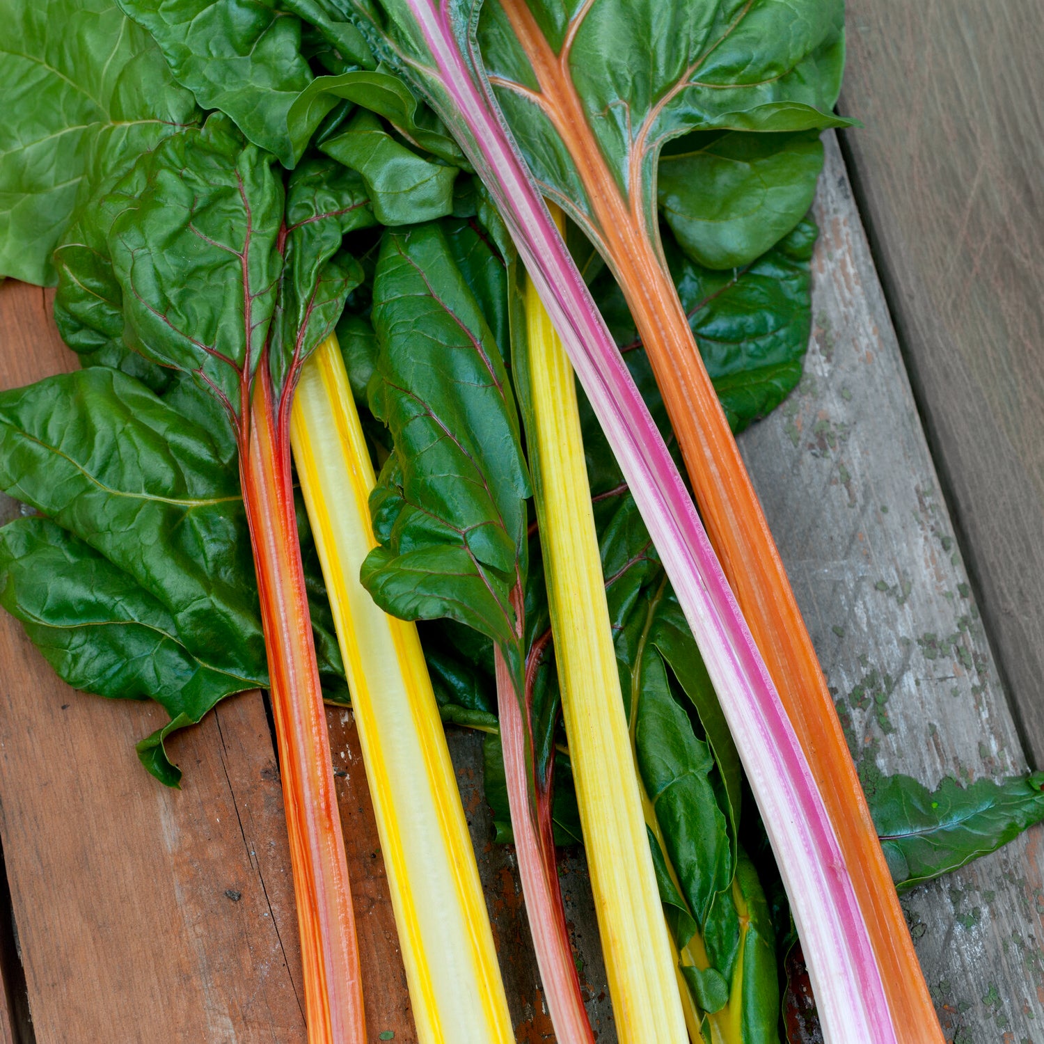 Vente Poirées à cardes colorées en mélange
