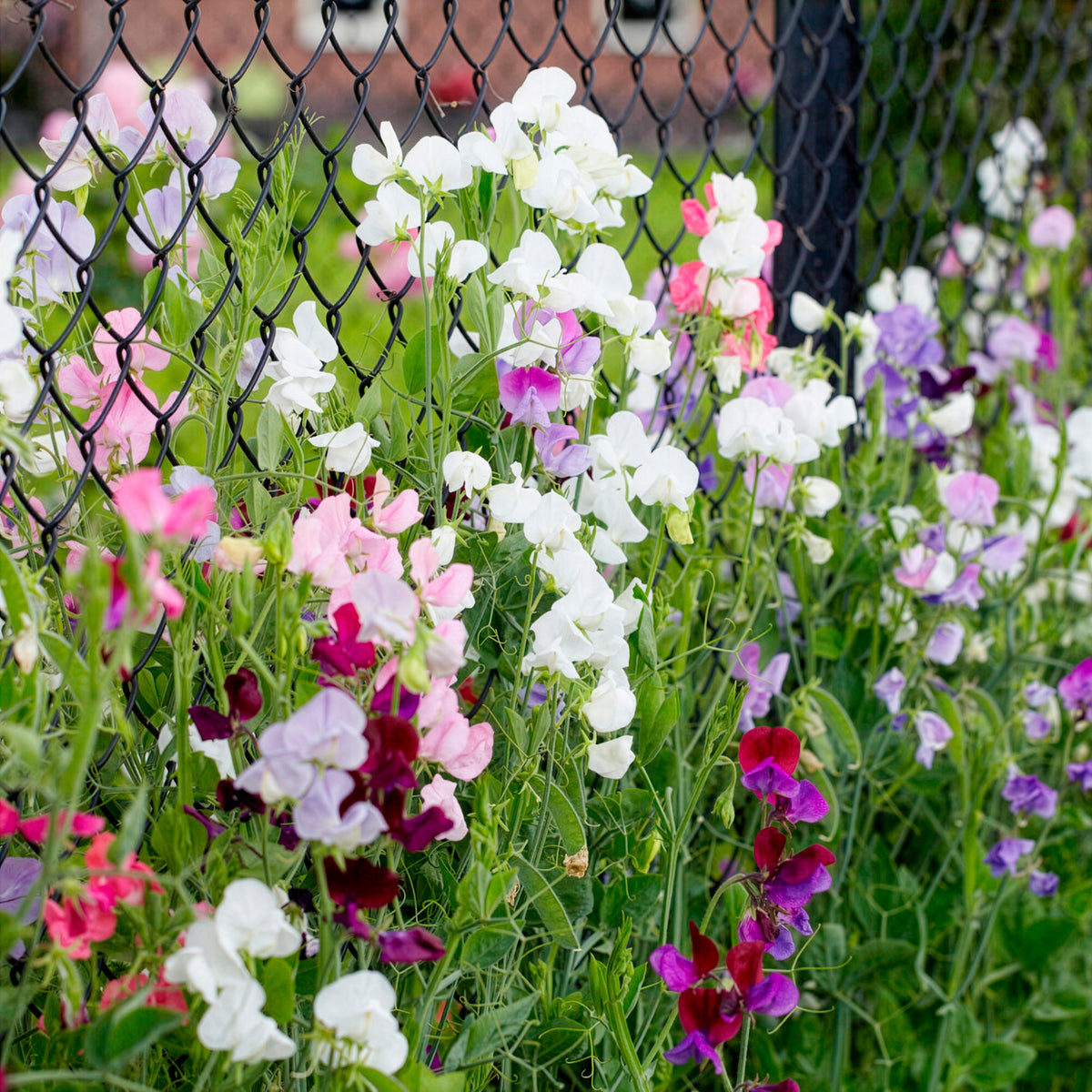 Pois de senteur à grande fleur en mélange Bio