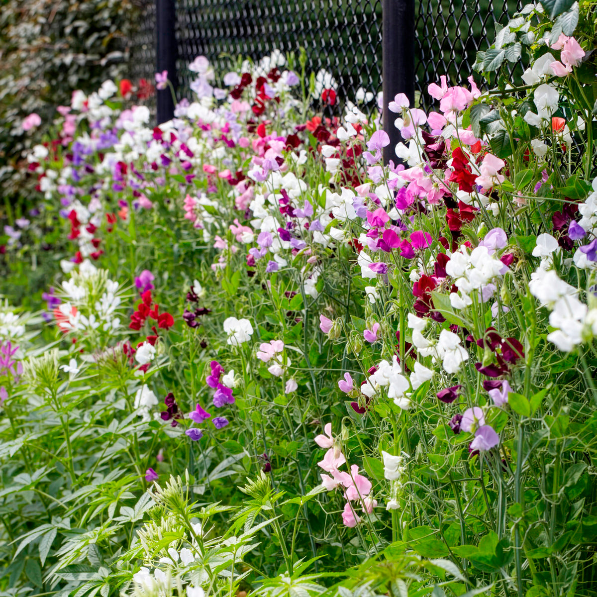 Pois de senteur à grandes fleurs en mélange Bio - Lathyrus odoratus - Willemse