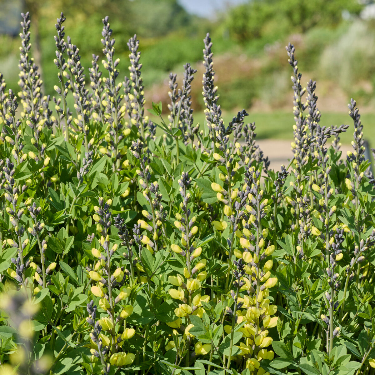 Lupin indigo Vanilla Cream - Willemse