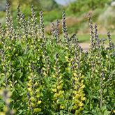 Lupin indigo Vanilla Cream - Willemse