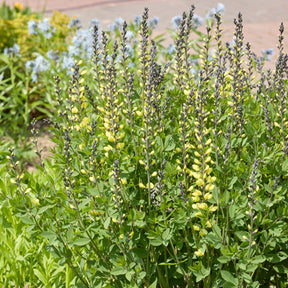 Lupin indigo Vanilla Cream - Baptisia vanilla cream - Willemse