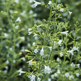 Petit calament White Cloud - Willemse