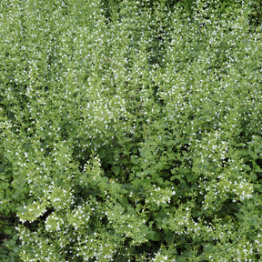 Calamintha nepeta White Cloud - Petit calament White Cloud - Calament