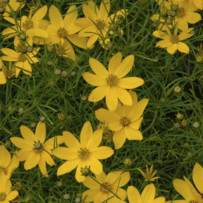 Coreopsis verticillé Zagreb - Willemse