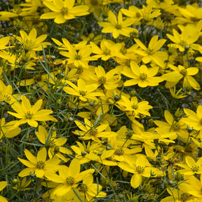 Coreopsis verticillé Zagreb - Coreopsis verticillata Zagreb - Willemse
