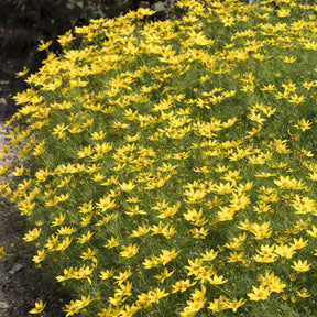 Coreopsis verticillata Zagreb - Coreopsis verticillé Zagreb - Coréopsis
