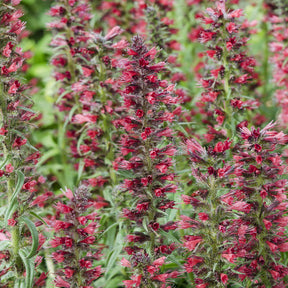 Echium amoenum Red Feathers - Echium amoenum Red Feathers - Willemse