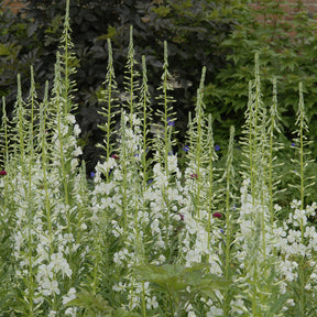 Epilobium angustifolium Album - Épilobe blanche - Fleurs vivaces
