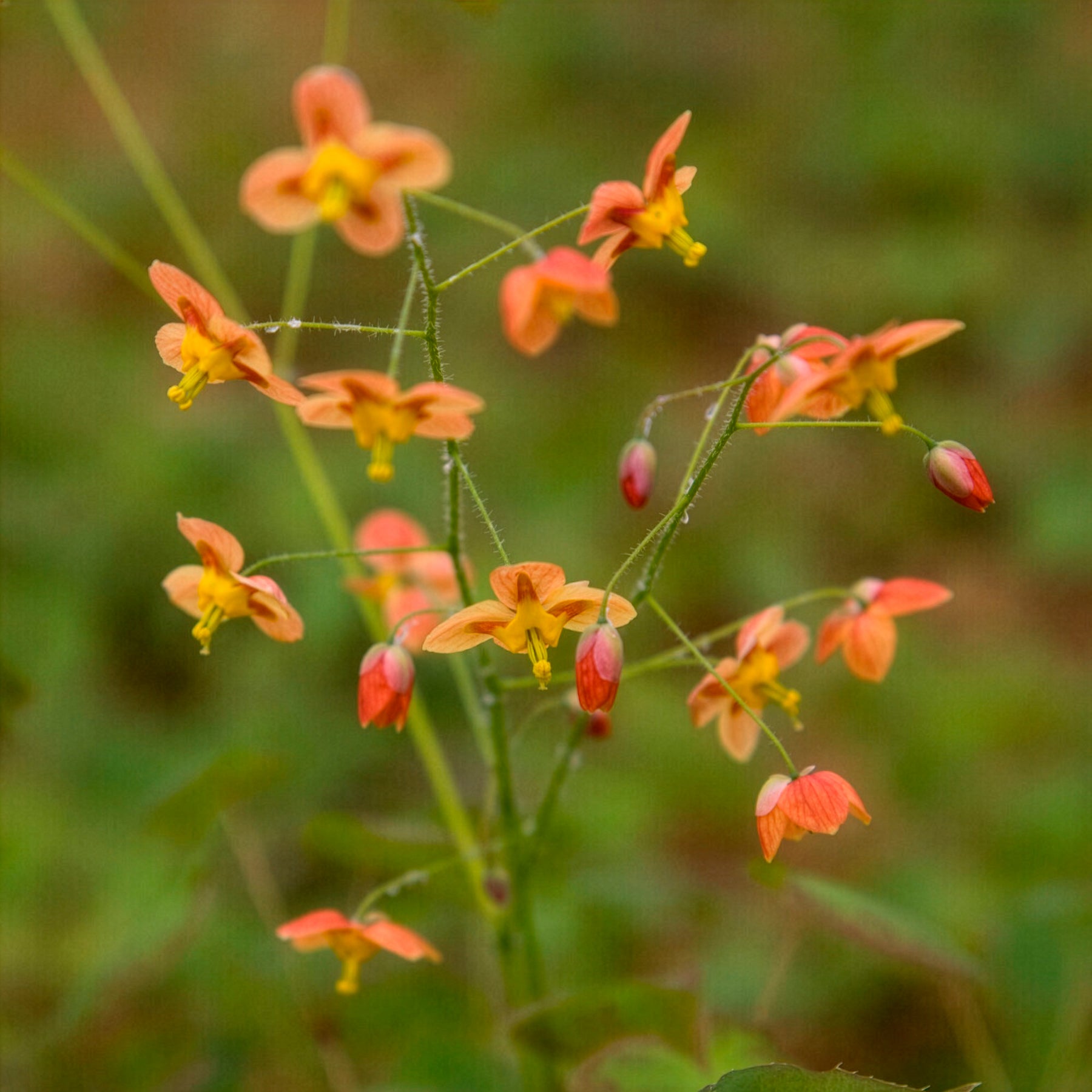 Epimedium pubigerum Orangekönigin - Willemse