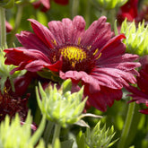 Gaillarde Bourgogne - Willemse
