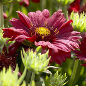 Gaillarde Bourgogne - Willemse