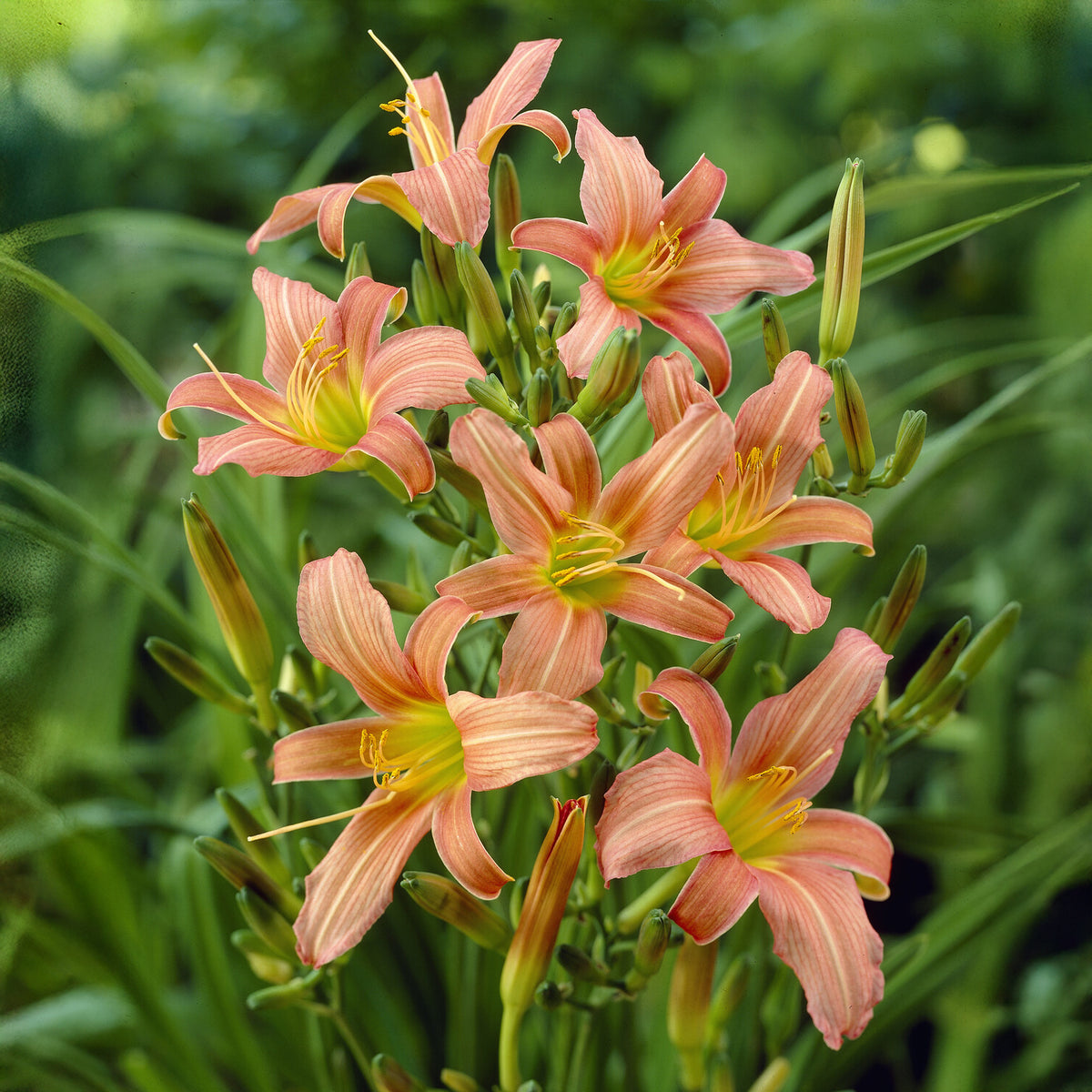 Hémérocalle Pink Charm - Willemse