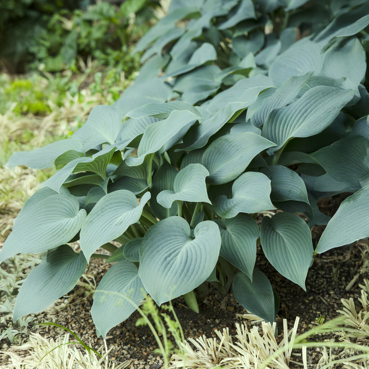 Hosta Blue Cadet - Willemse