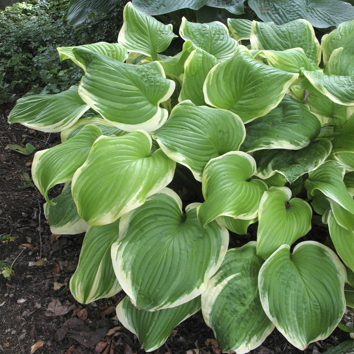 Hosta Fragrant Bouquet - Willemse