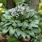 Hosta Devon green - Willemse