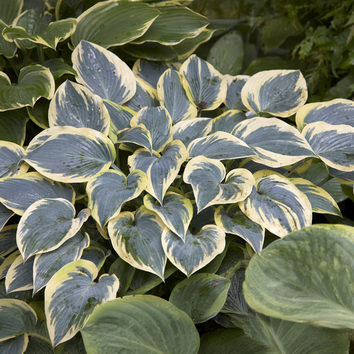Hosta First Frost - Willemse