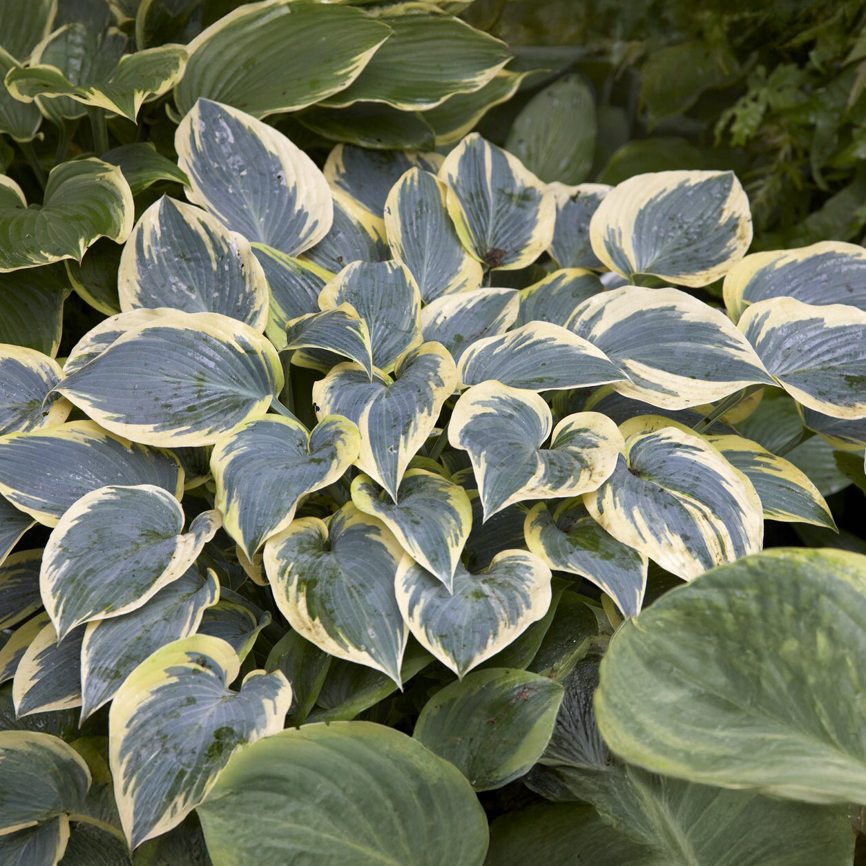 Hosta First Frost - Willemse