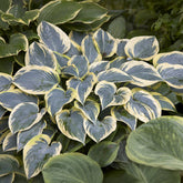 Hosta First Frost - Willemse