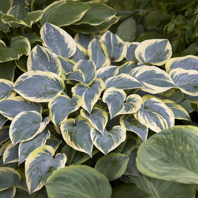 Hosta First Frost - Willemse