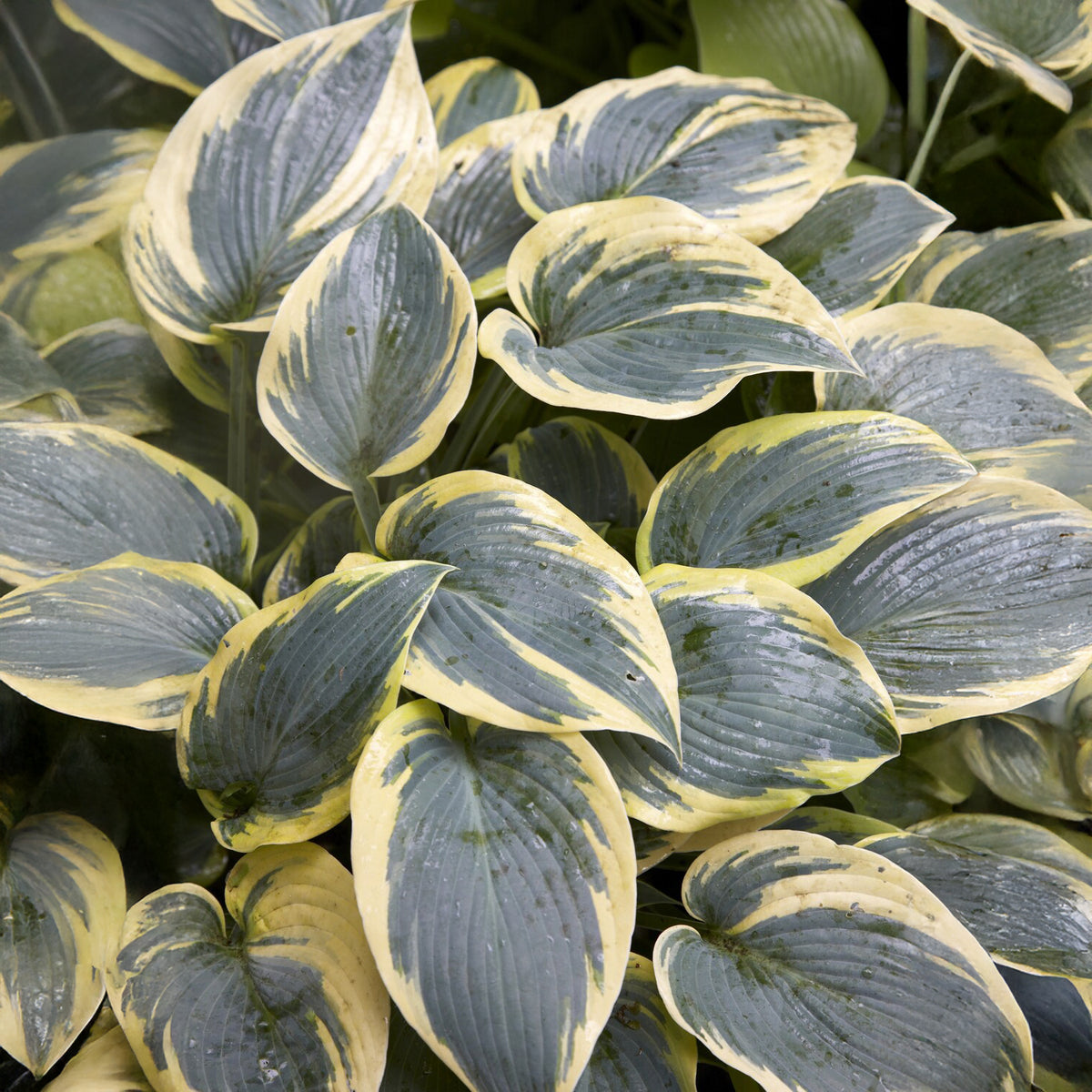 Hosta First Frost - Hosta first frost - Willemse