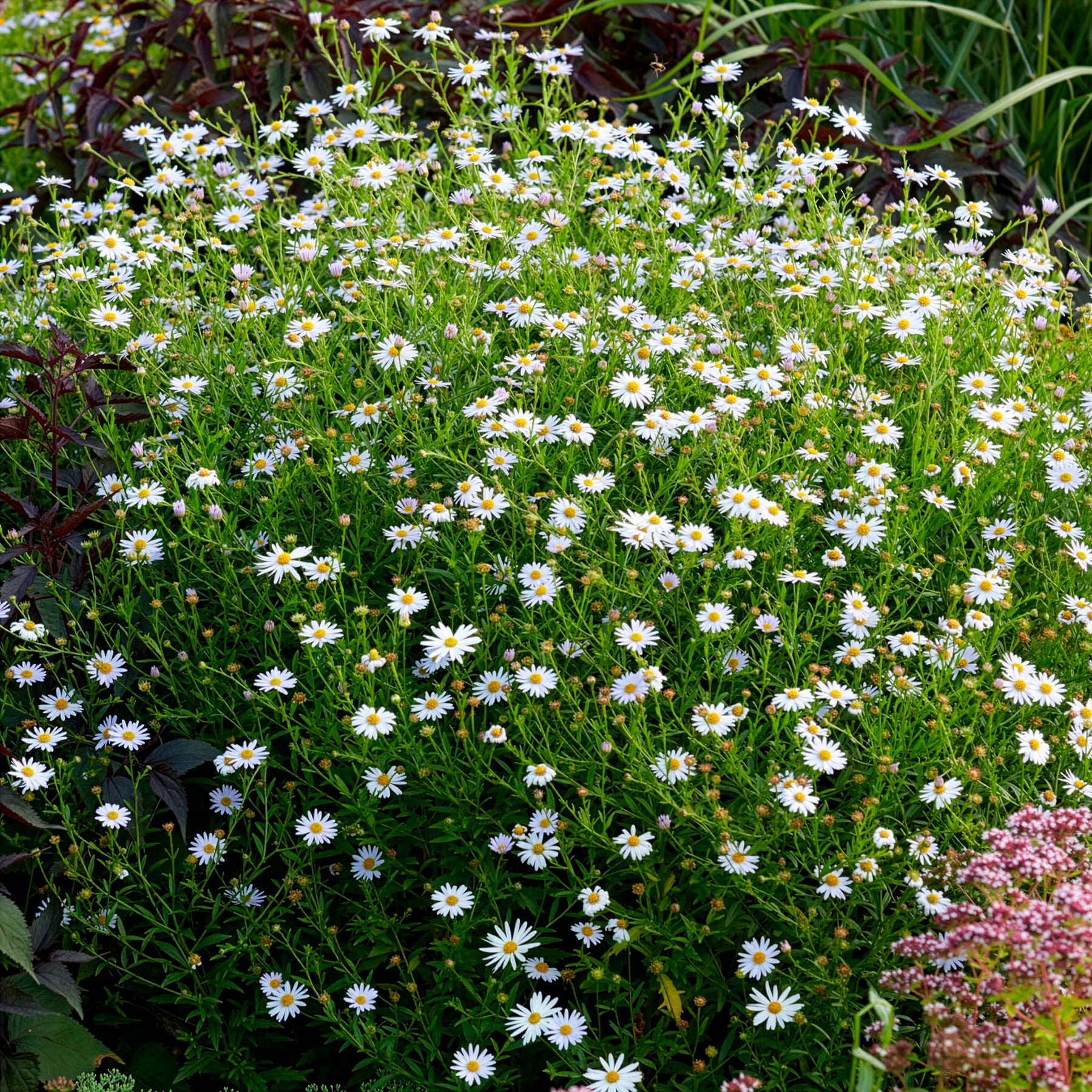 Kalimeris incisa Blue Star - Kaliméris Blue Star - Kalimeris