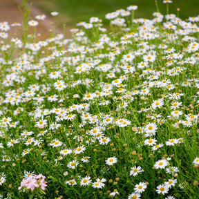 Kaliméris Blue Star - Kalimeris incisa Blue Star - Willemse