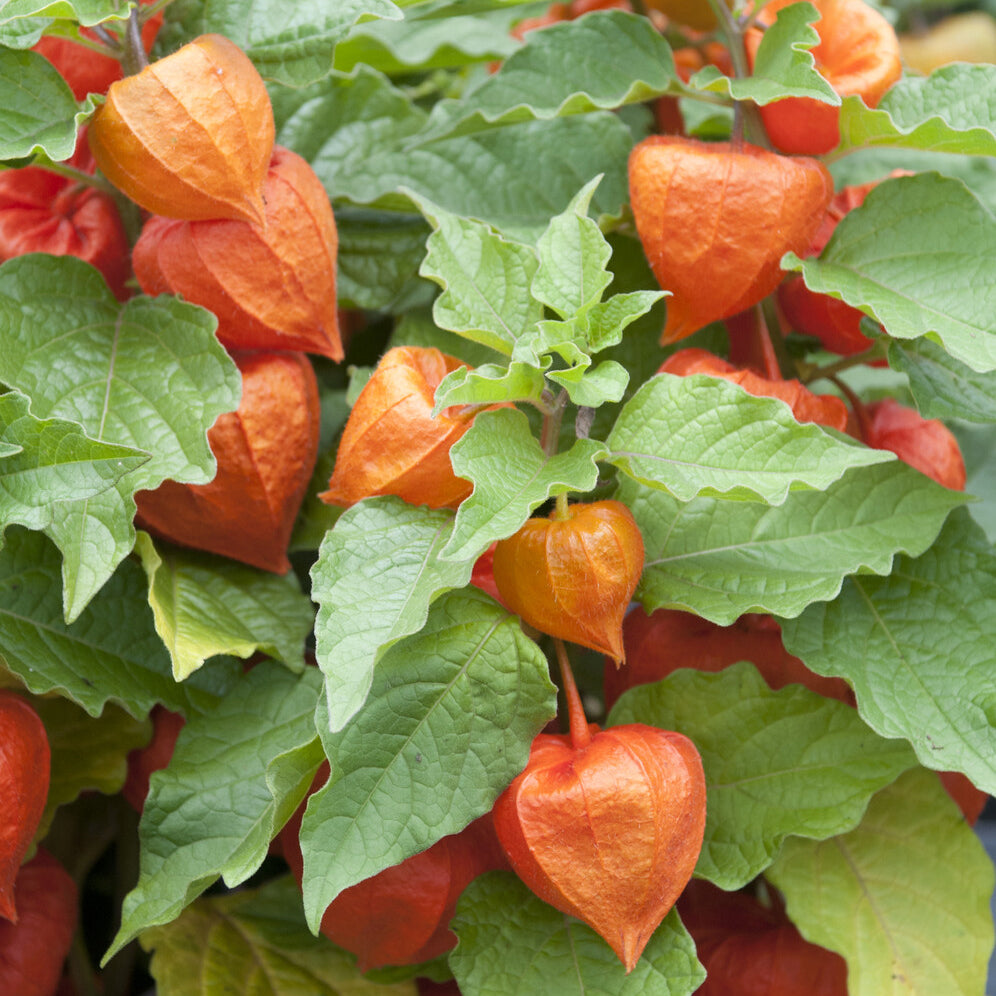 Coqueret - Physalis - Physalis franchetii - Amour en cage - Physalis alkekengi var. franchetii