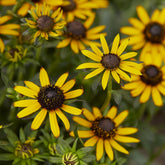 Rudbeckia Little Goldstar - Willemse