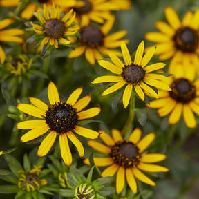 Rudbeckia Little Goldstar - Willemse