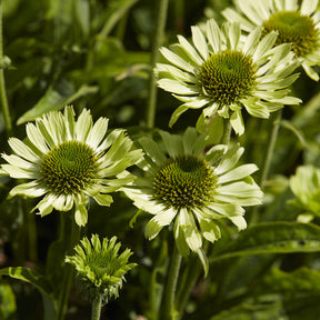 Rudbeckia - Rudbeckia Little Goldstar - Rudbeckia fulgida Little Goldstar