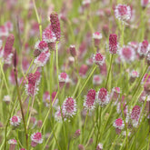 Pimprenelle Pink Tanna - Sanguisorbe - Willemse