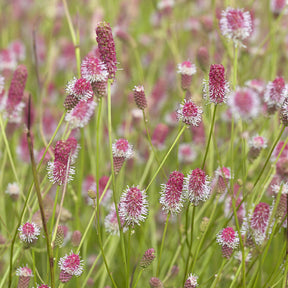 Pimprenelle Pink Tanna - Sanguisorbe - Willemse