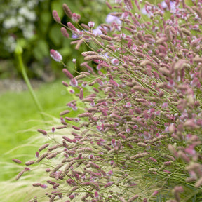 Sanguisorba officinalis Pink Tanna - Pimprenelle Pink Tanna - Sanguisorbe - Pimprenelle - Sanguisorbe