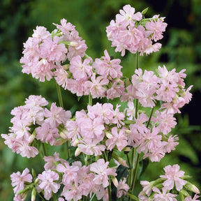 Saponaire officinale rose - Willemse