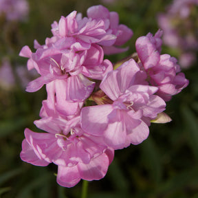 Saponaria officinalis Rosea Plena - Saponaire officinale rose - Saponaire