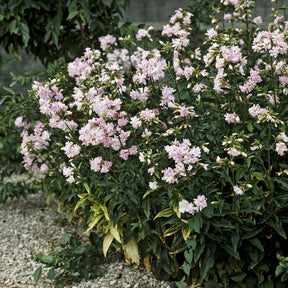 Saponaire - Saponaire officinale rose - Saponaria officinalis Rosea Plena