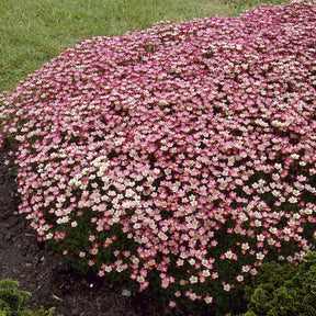 Saxifraga arendsii Peter Pan - Saxifrage mousse Peter Pan - Saxifrage