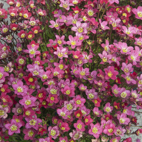 Saxifrage mousse Peter Pan - Saxifraga arendsii Peter Pan - Willemse