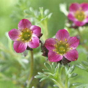 Saxifrage - Saxifrage mousse Peter Pan - Saxifraga arendsii Peter Pan