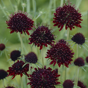 Scabieuse pourpre Chile Black - Scabiosa atropurpurea Chile Black - Willemse