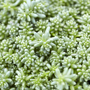 Sédums - Sedum Coral Carpet - Sedum album Coral Carpet