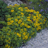 Sedum du Kamtschaka - Willemse