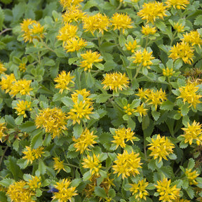 Sedum kamtschaticum - Sedum du Kamtschaka - Sédums