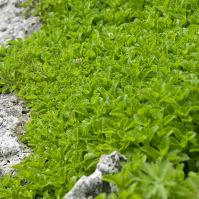 Sédums - Sedum du Kamtschaka - Sedum kamtschaticum