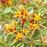 Sedum du Kamtschaka panaché - Willemse