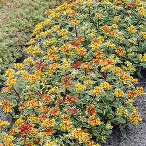 Sedum du Kamtschaka panaché - Sedum kamtschaticum Variegatum - Willemse