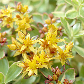 Sedum kamtschaticum Variegatum - Sedum du Kamtschaka panaché - Sédums